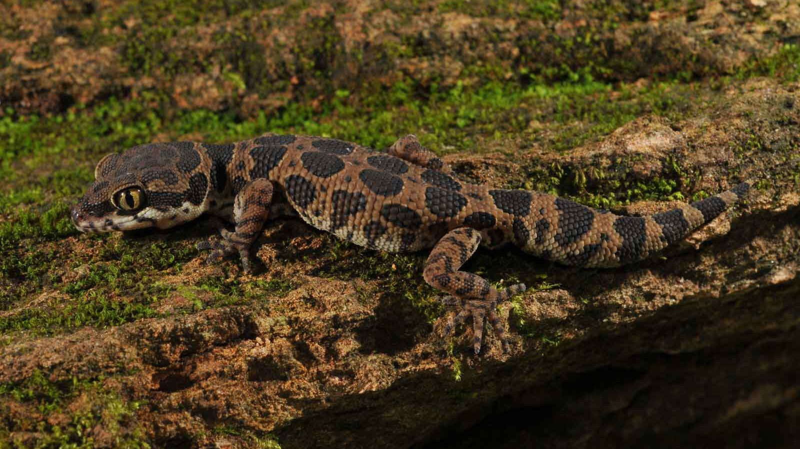 Jeypore Ground Gecko: Hidden in the Mountains