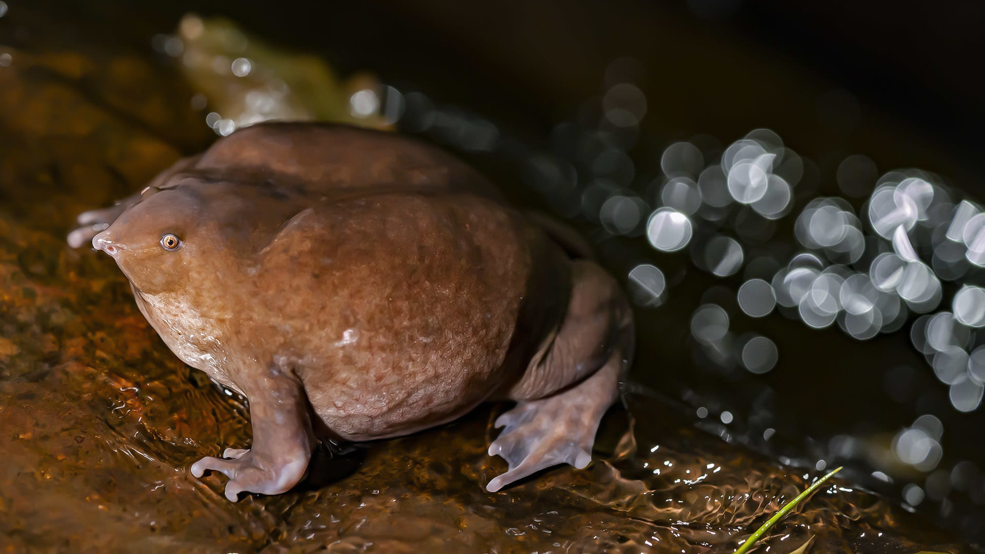 Purple Frog: A Brief Interlude from a Secret Life Underground