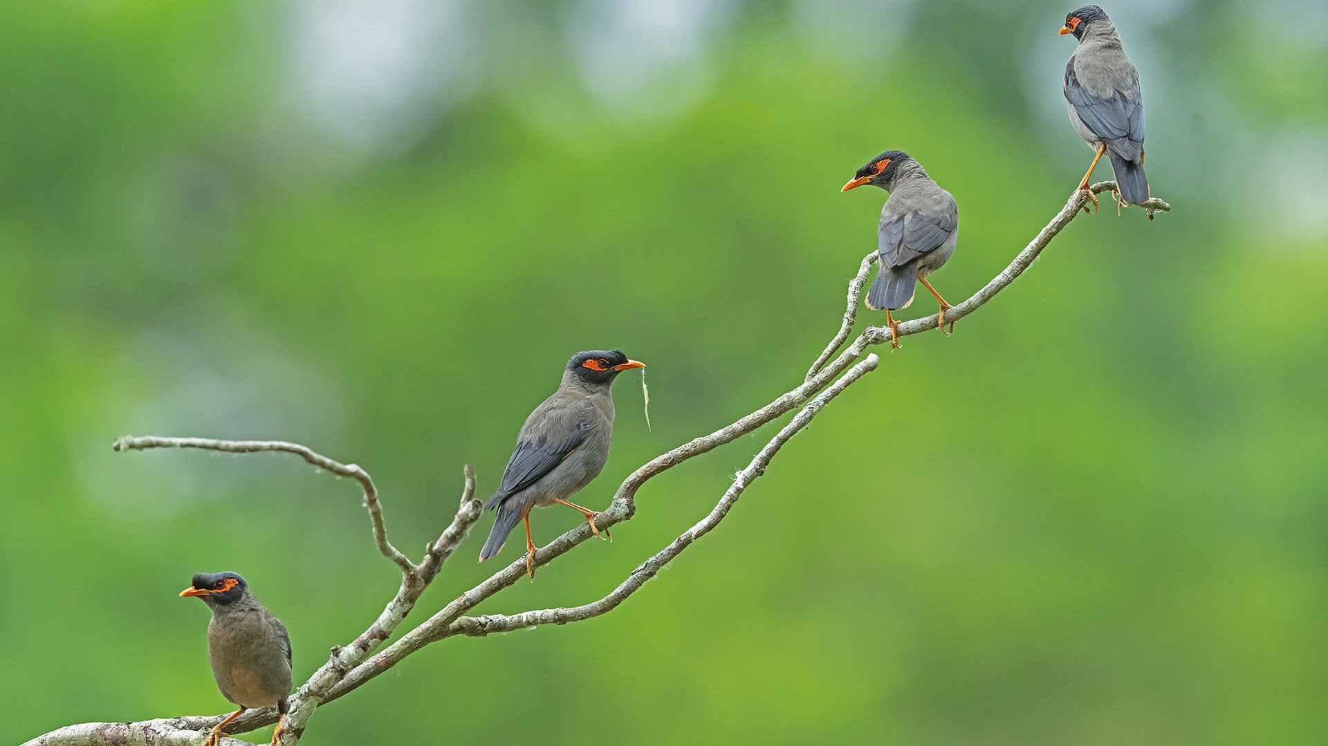 Where the Bank Myna Sings