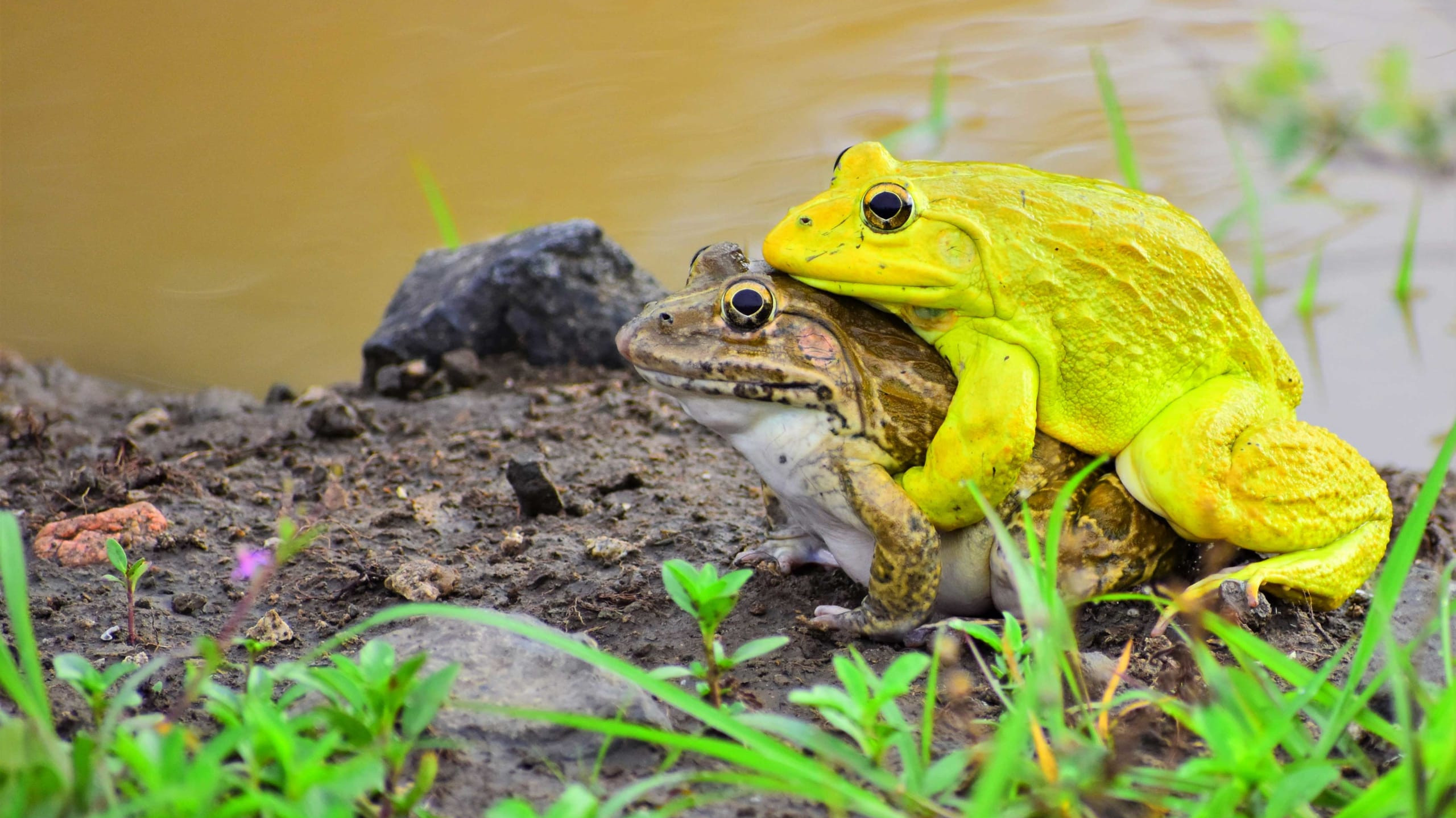 Love is in the Air: Indian Bullfrogs and the Romance of the Monsoon