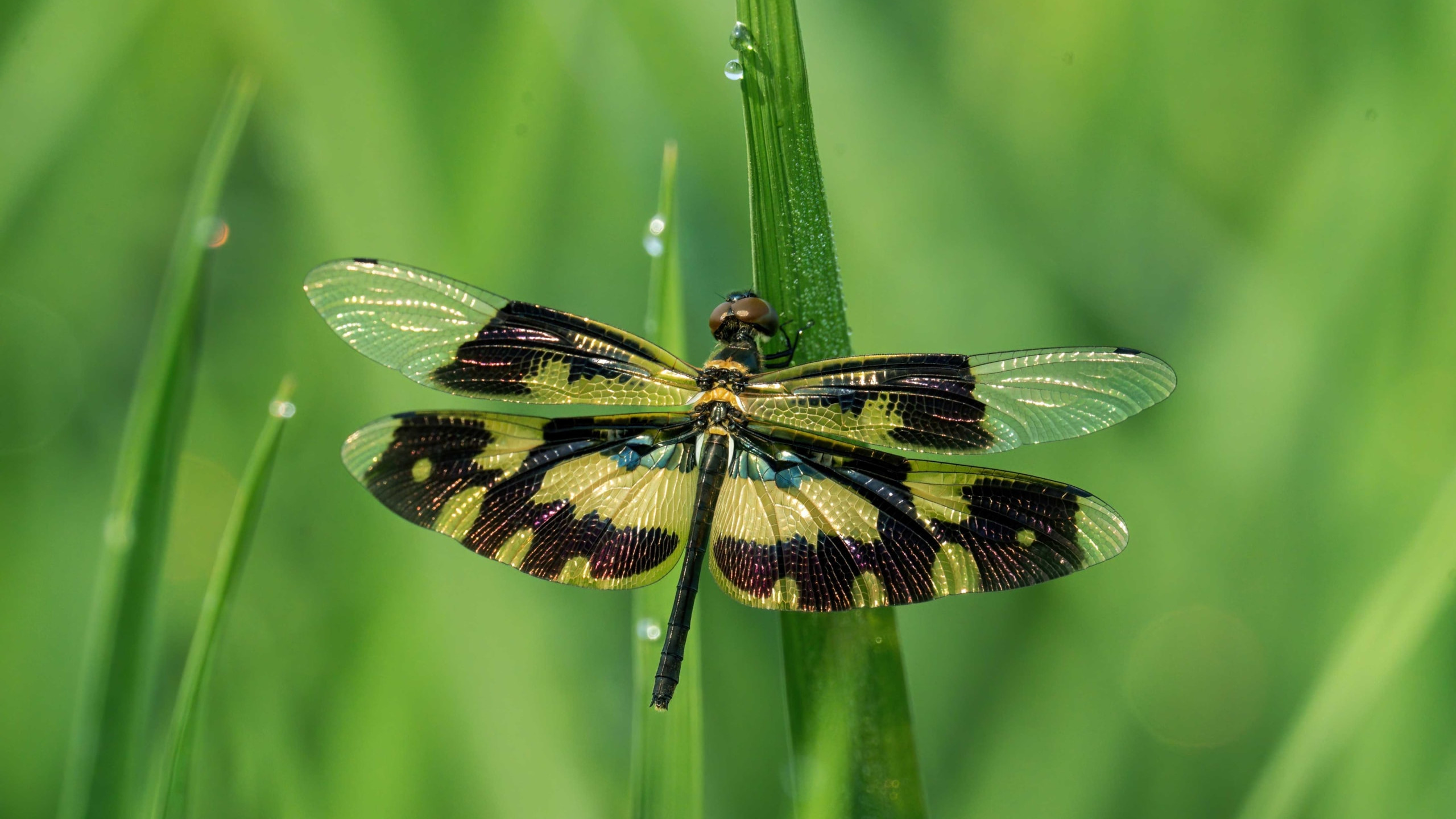 Common Picturewing: The Flying Floral Carpet