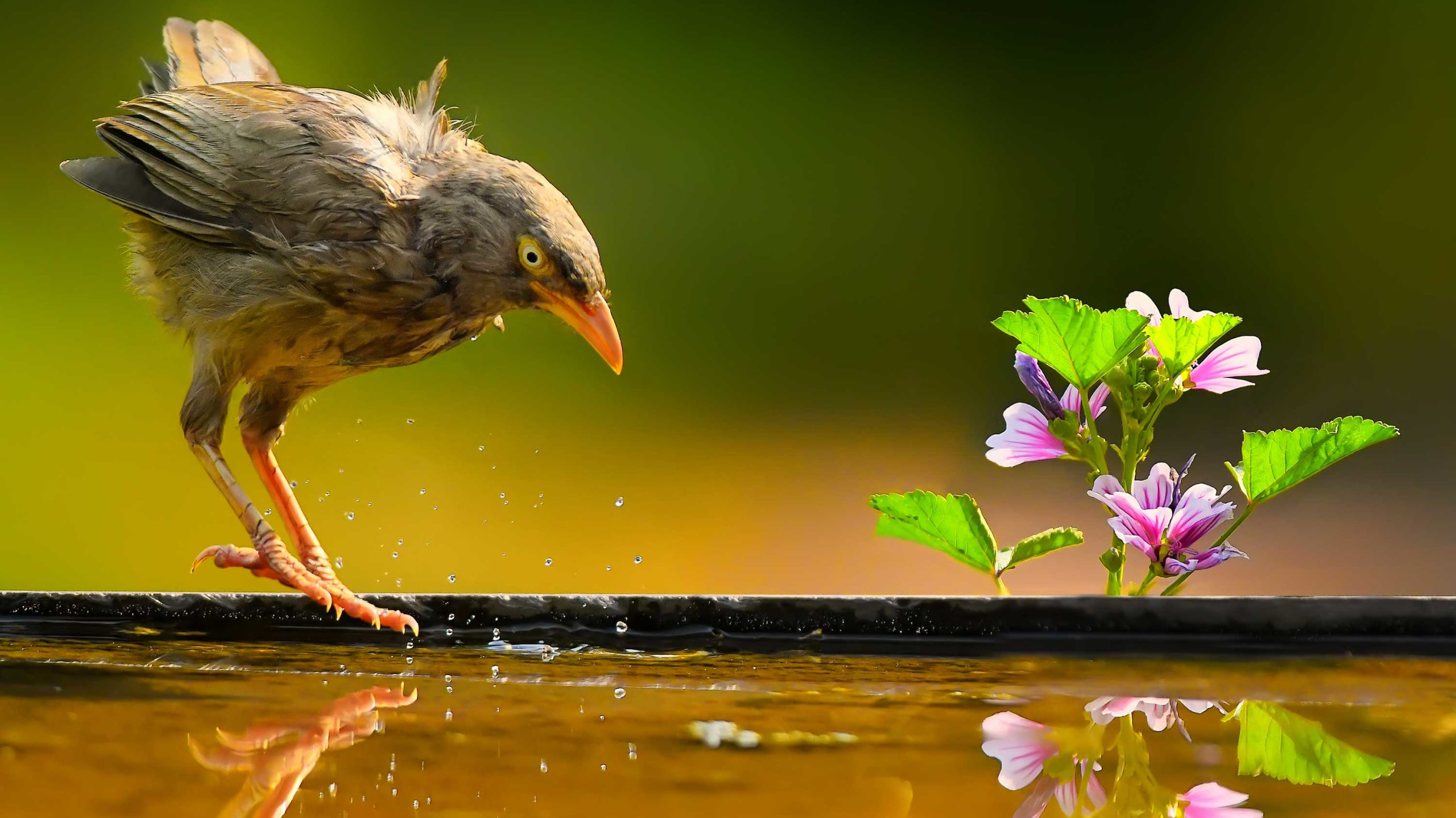 Chirp, Twitter, Tweet: The Wide Vocabulary of Jungle Babblers