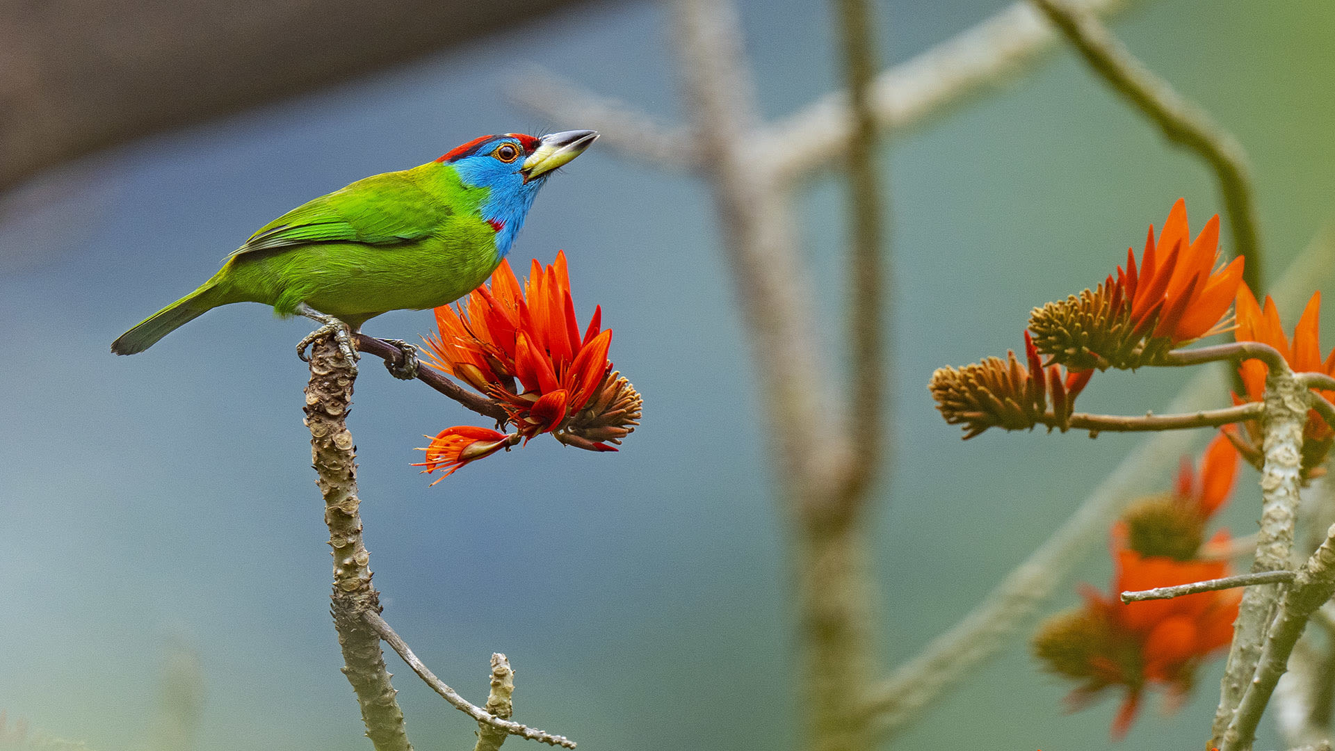 Barbets of India: Send in the Clowns