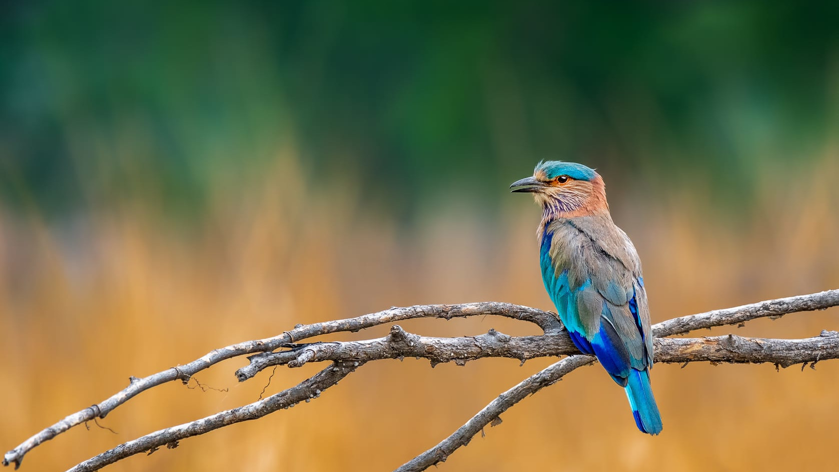 The Breathtaking Blues of the Raucous Indian Roller
