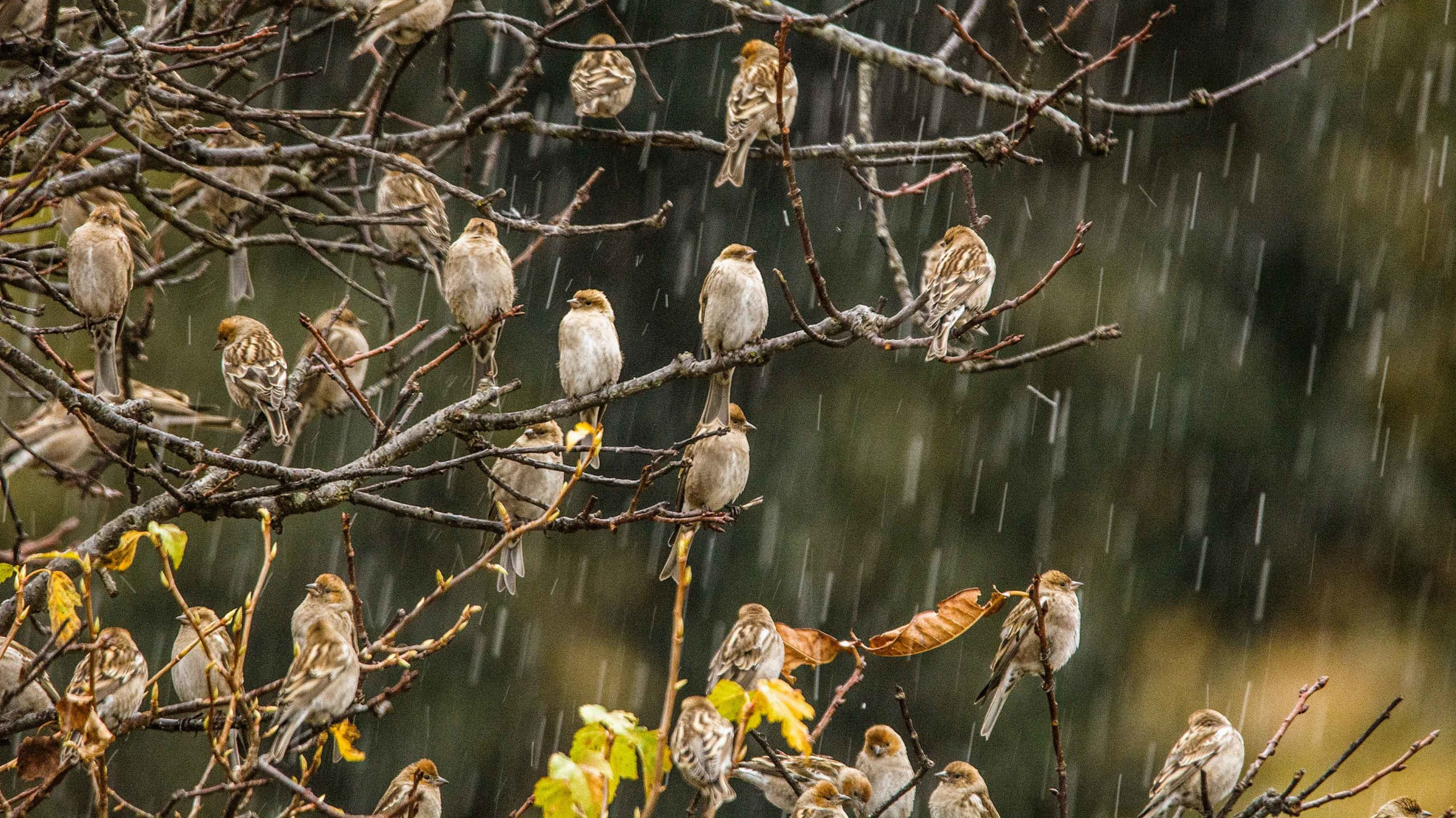 Plain Mountain Finches in Sleet and Snow