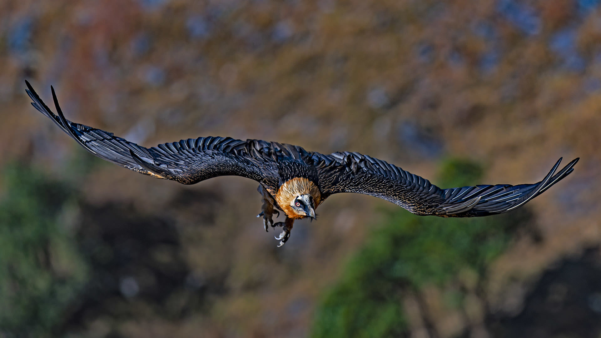 Watching Vultures Around Munsiyari