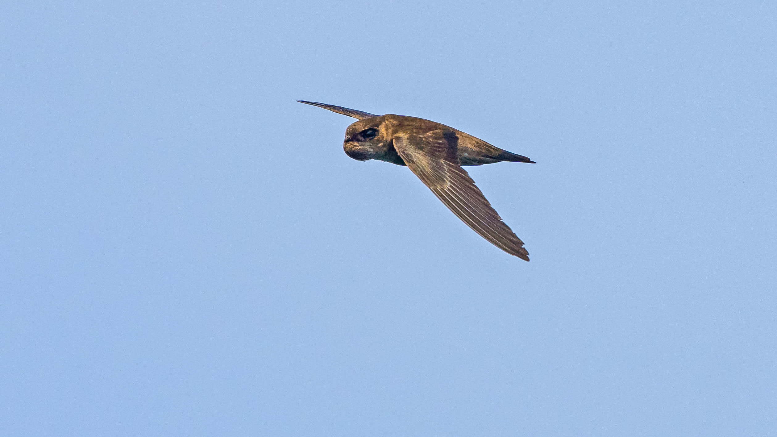 Indian Swiftlet: The Best Kept Secret of Vengurla Rocks