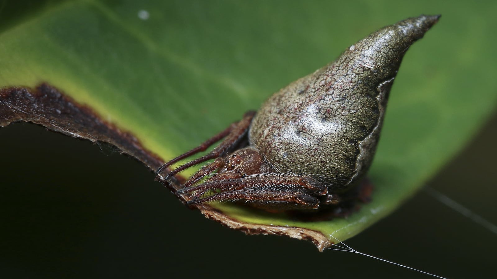 Sorting Hat Spider: Silky Mandalas and Disappearing acts