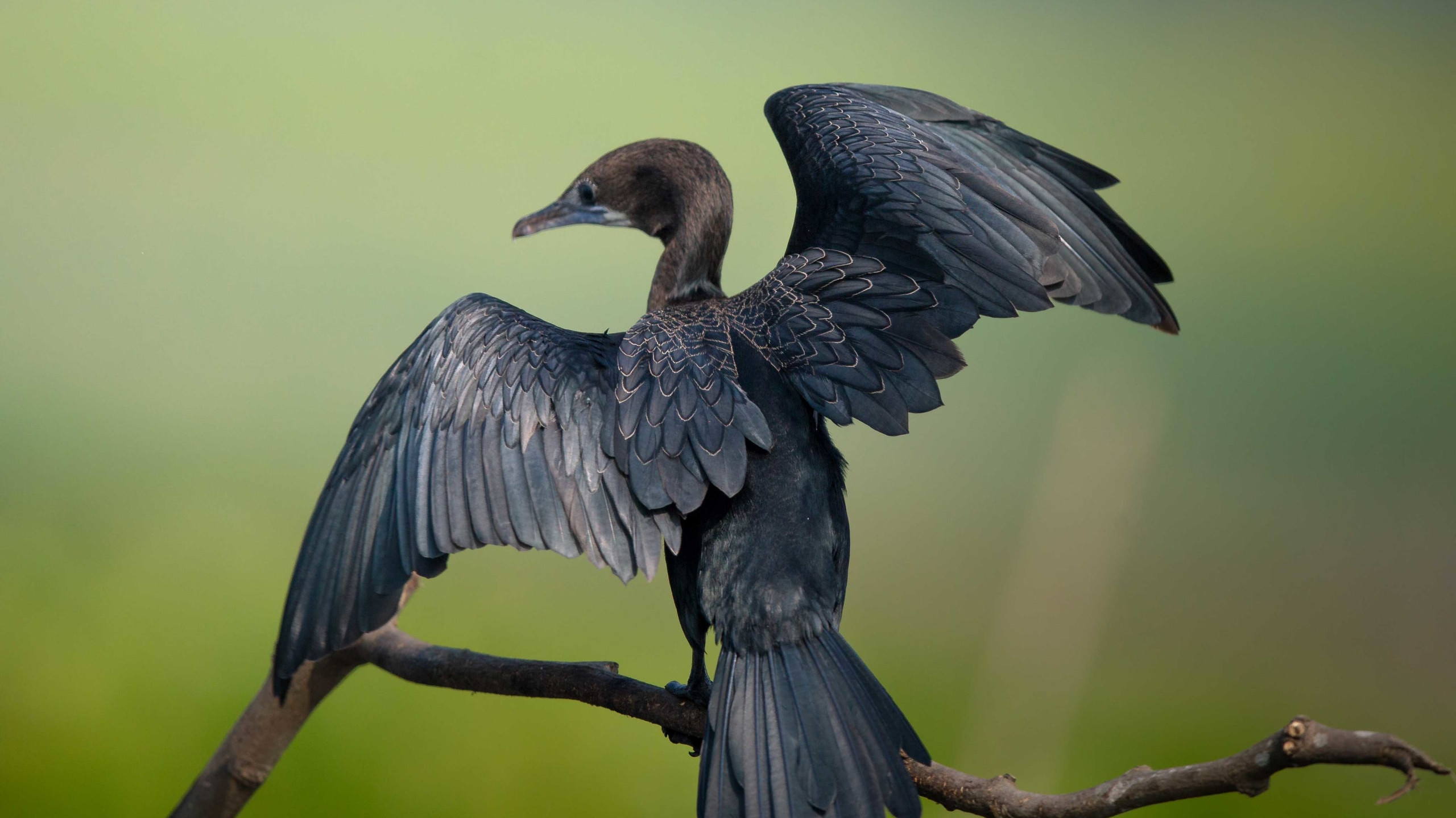Cormorants: Hung Out to Dry