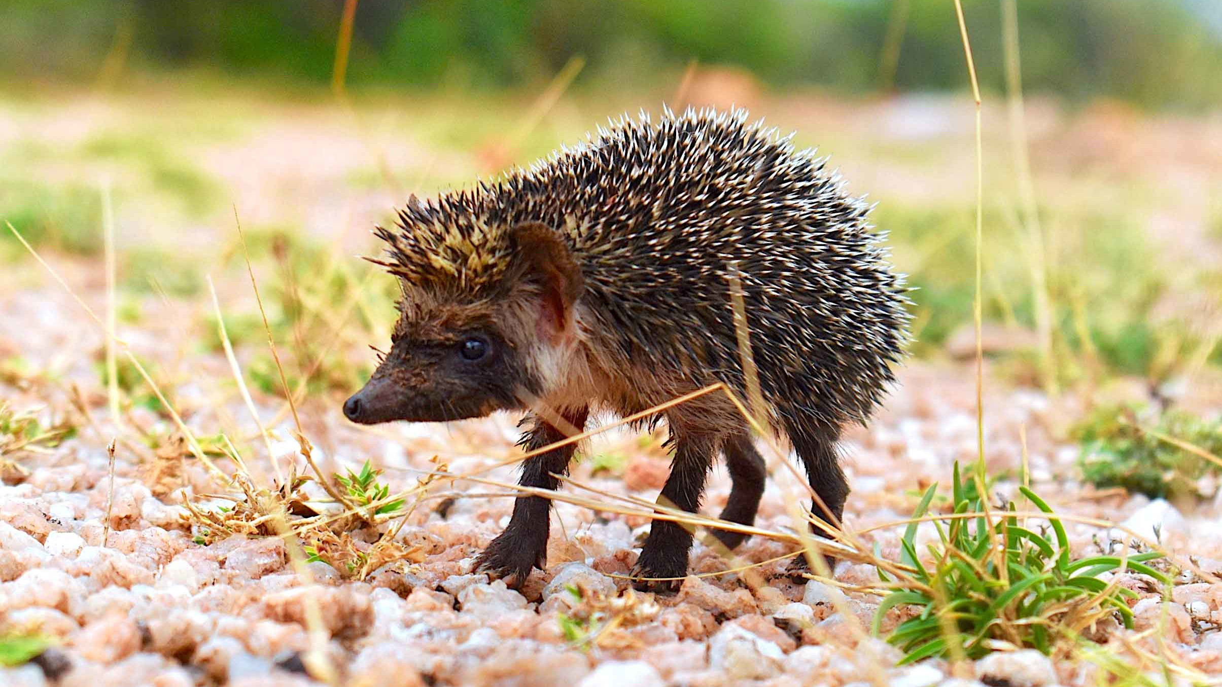A Day in the Life of a Madras Hedgehog