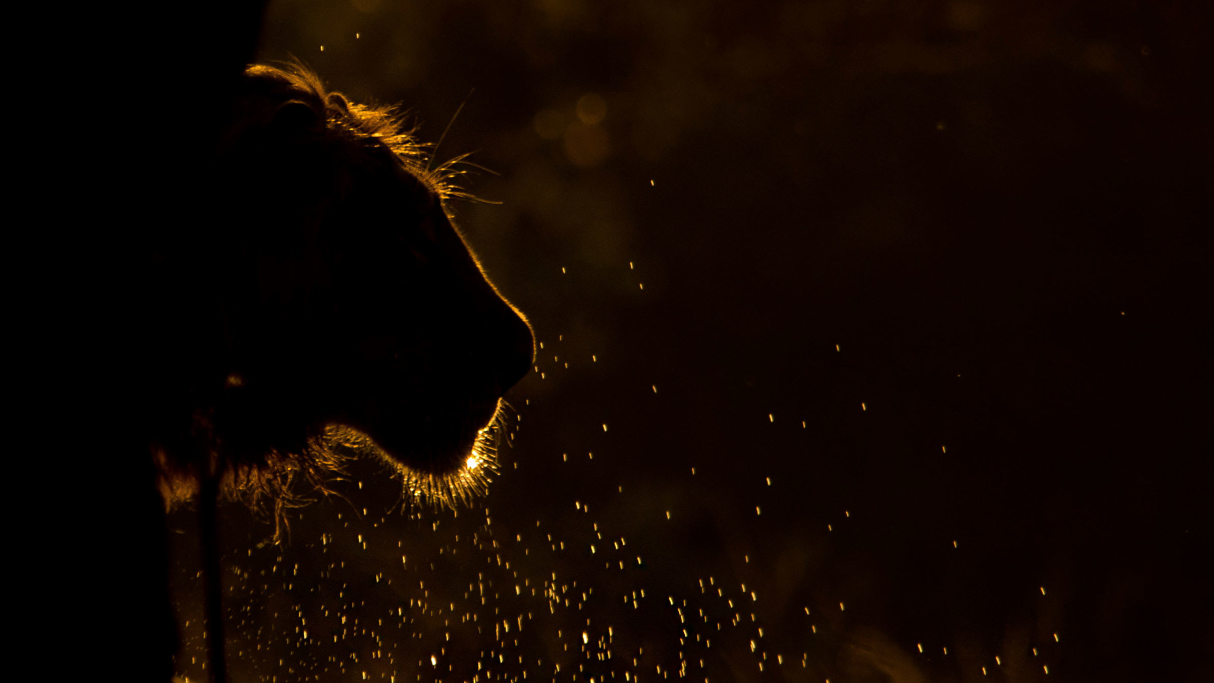 Luck of the Draw: Spotting Asiatic Lions in Gir