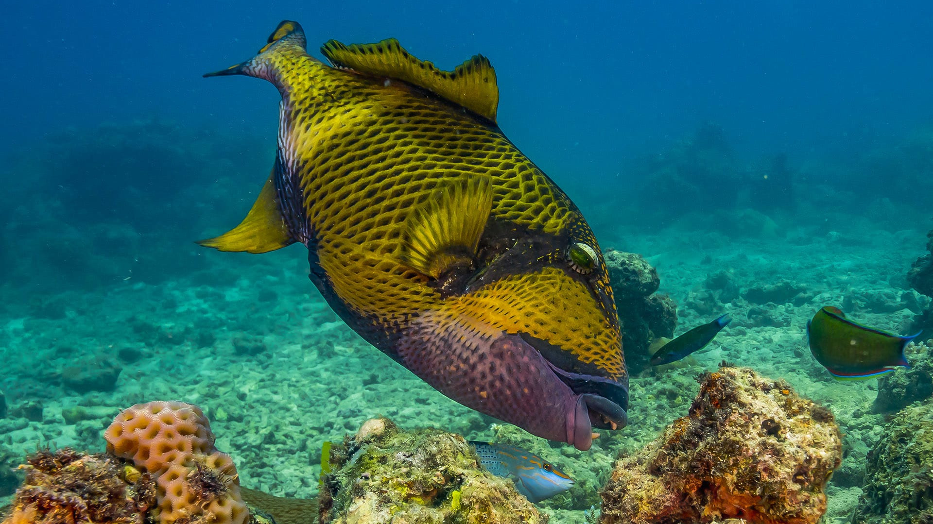 Tenacious Triggerfish: The Territorial Reef Residents