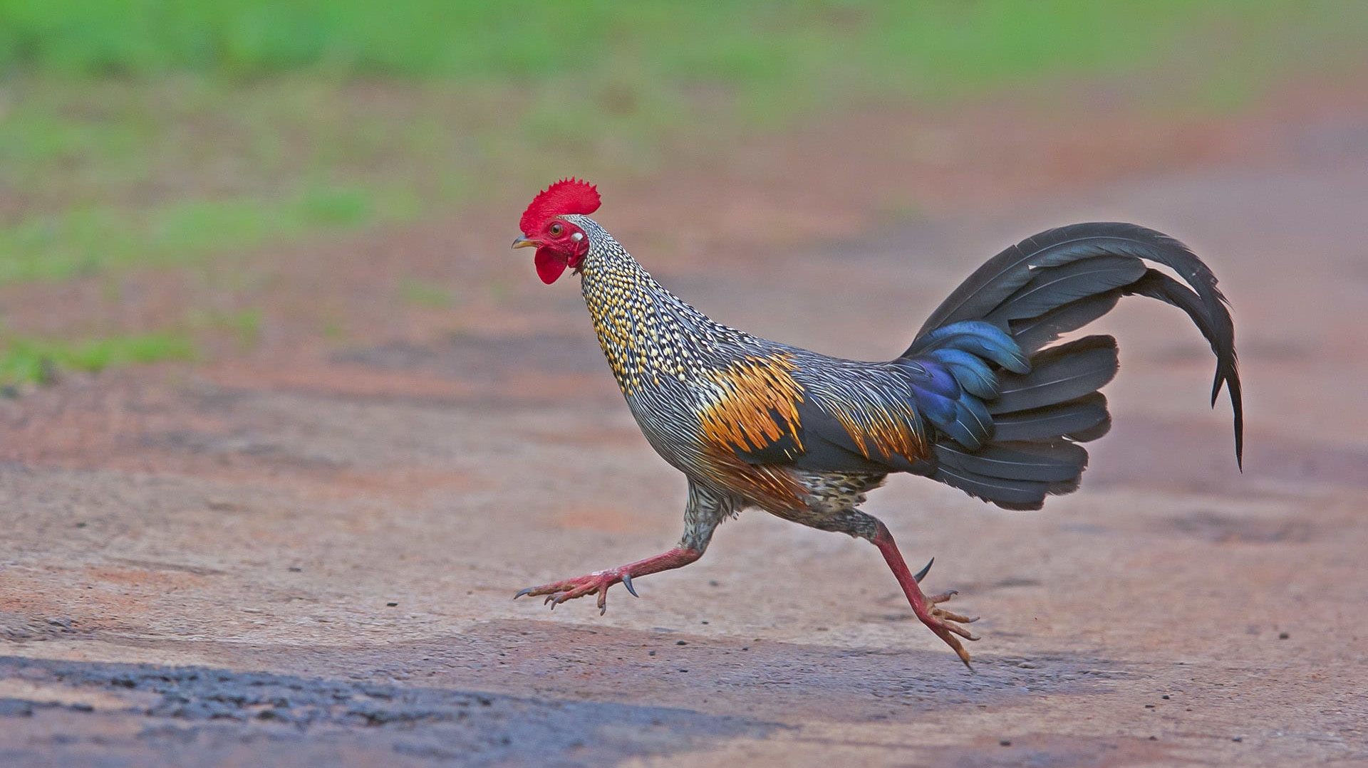 Roosters on the Run: Red and Grey Junglefowl