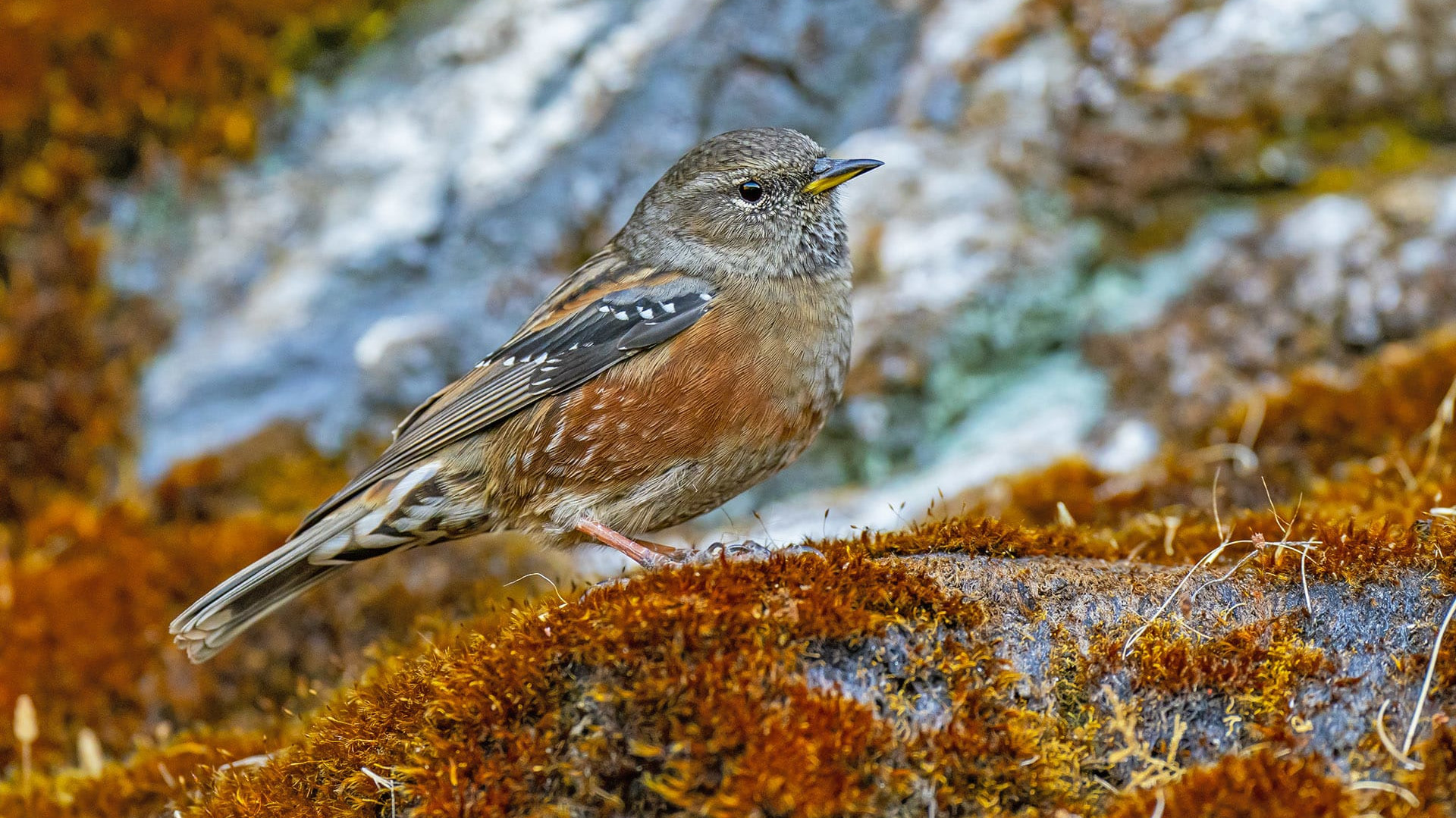 Munsiyari’s Omnipresent Alpine Accentors and Their Love Lives