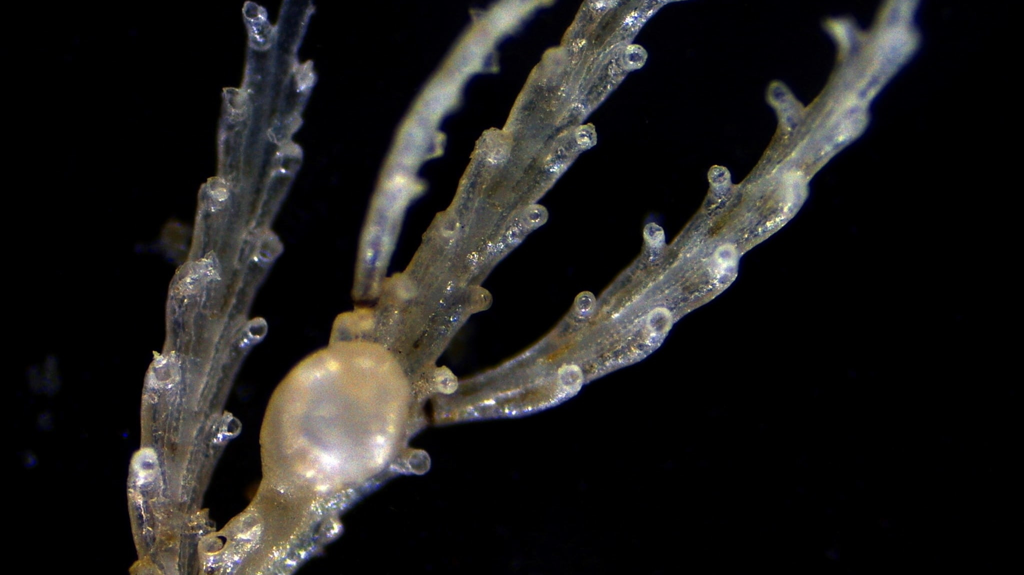 Bryozoans: Moss Animals of the Tidepools