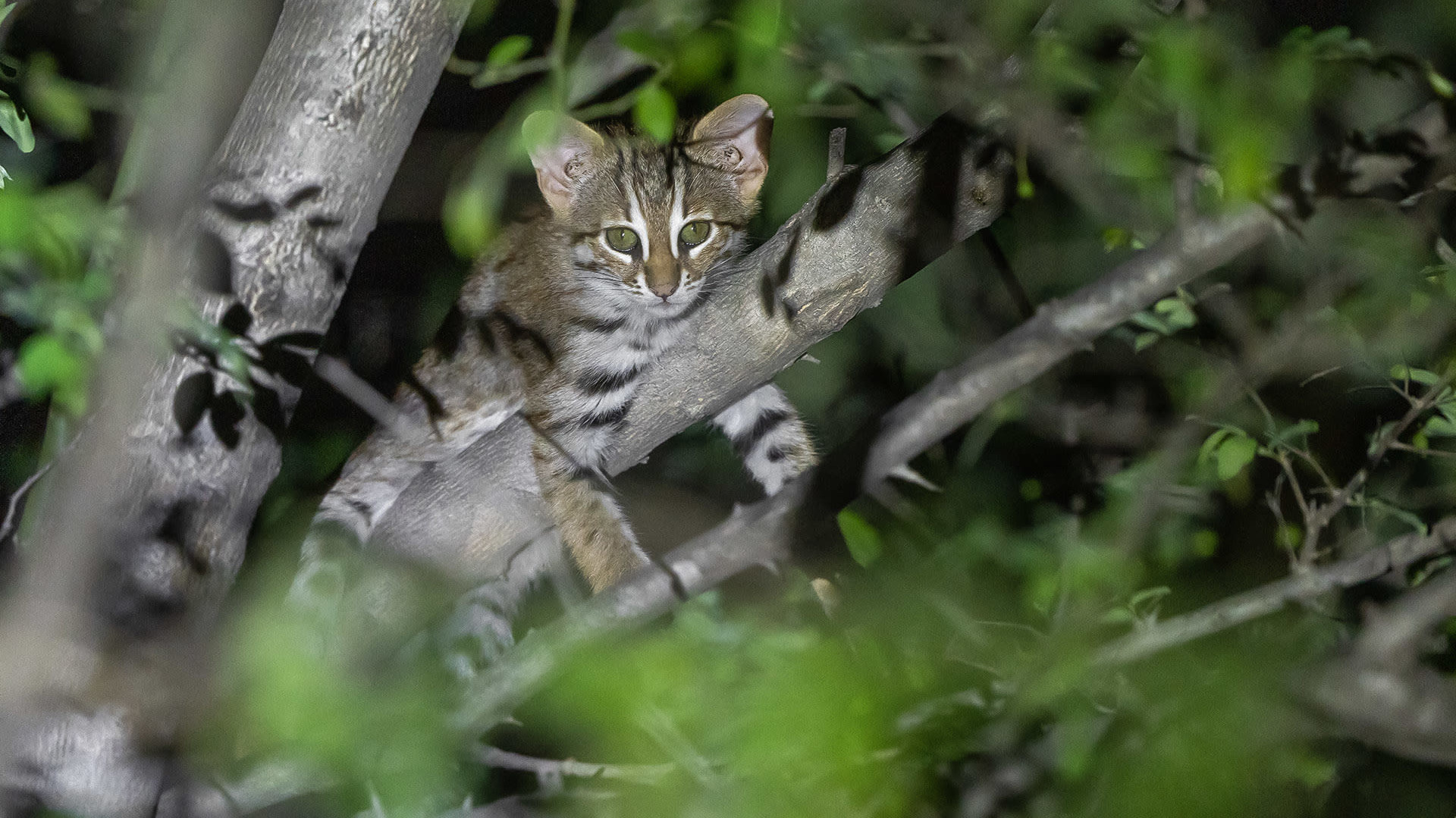 Modern Family: Observing a Rusty-Spotted Cat Clan in Rajasthan
