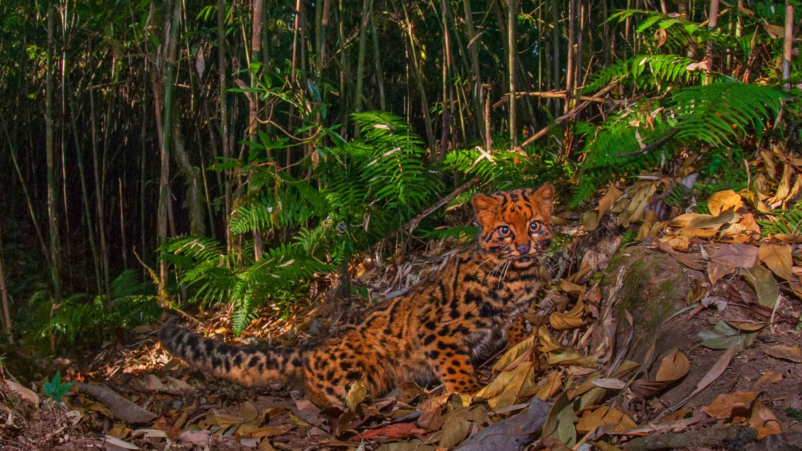 Marbled Cat: Master of Stealth in the Treetops
