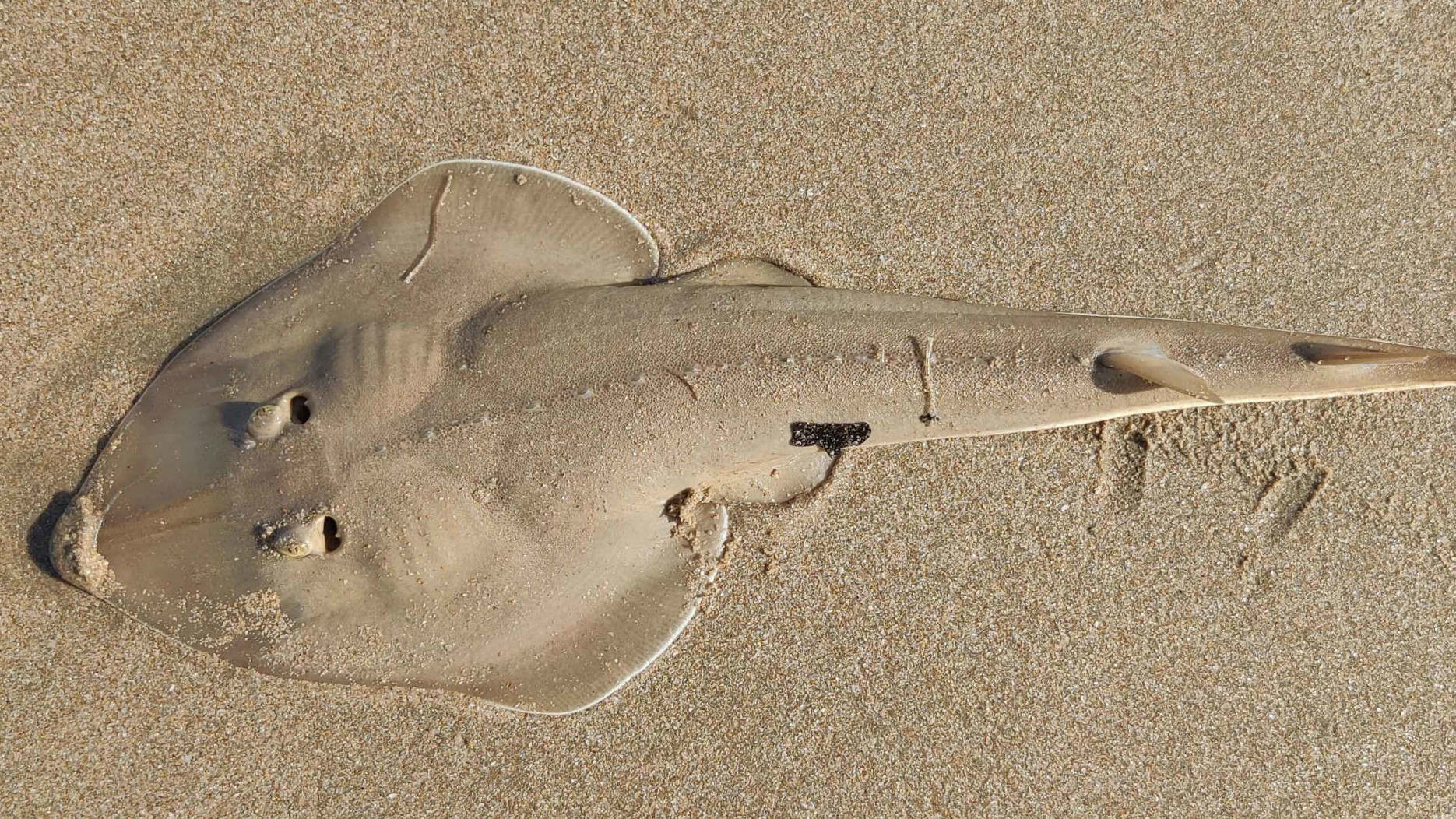 Guitarfish: The Threatened Coastal Cruisers of South Goa