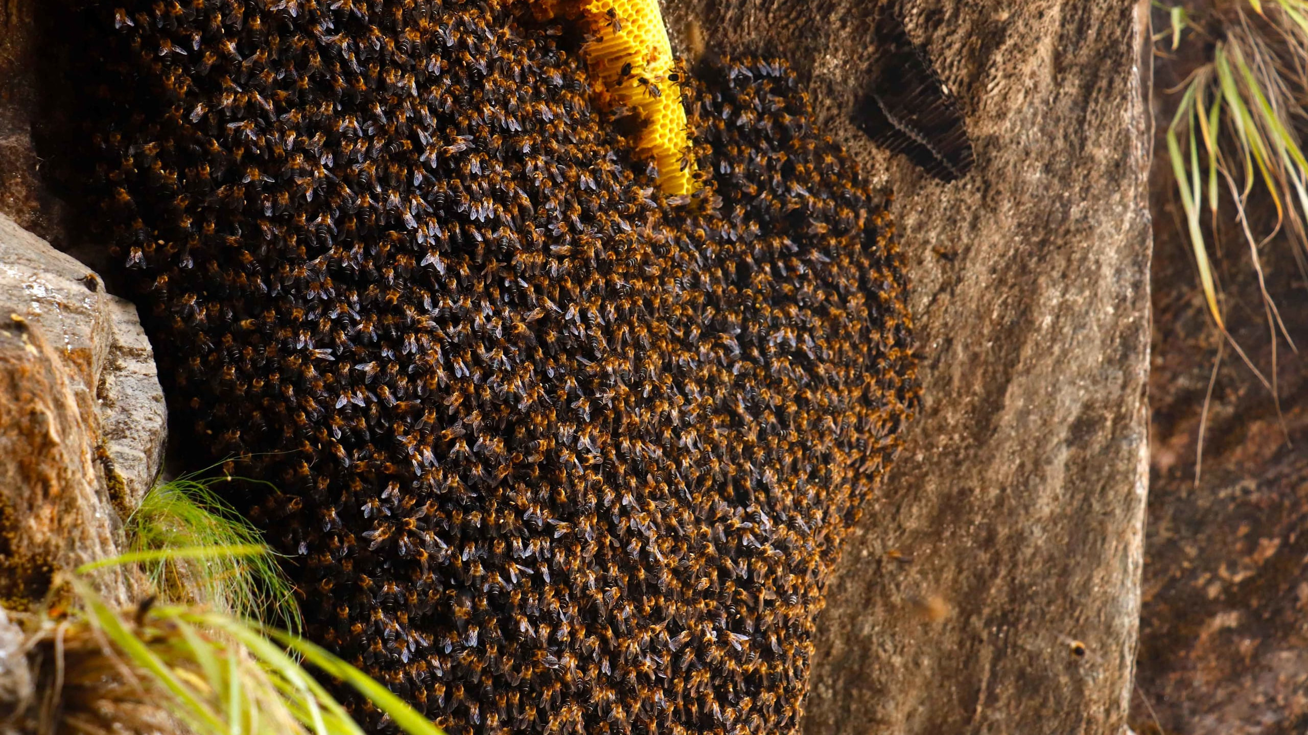 Quest for the Himalayan Giant Honey Bee
