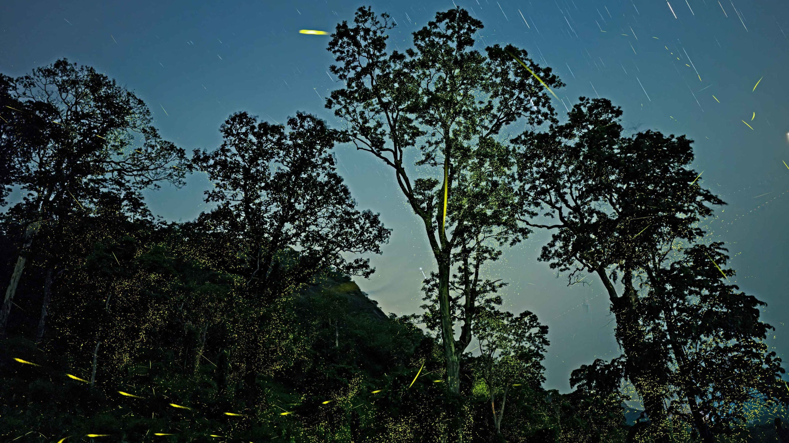 Fireflies: Bioluminescent Beauties Light Up the Trees