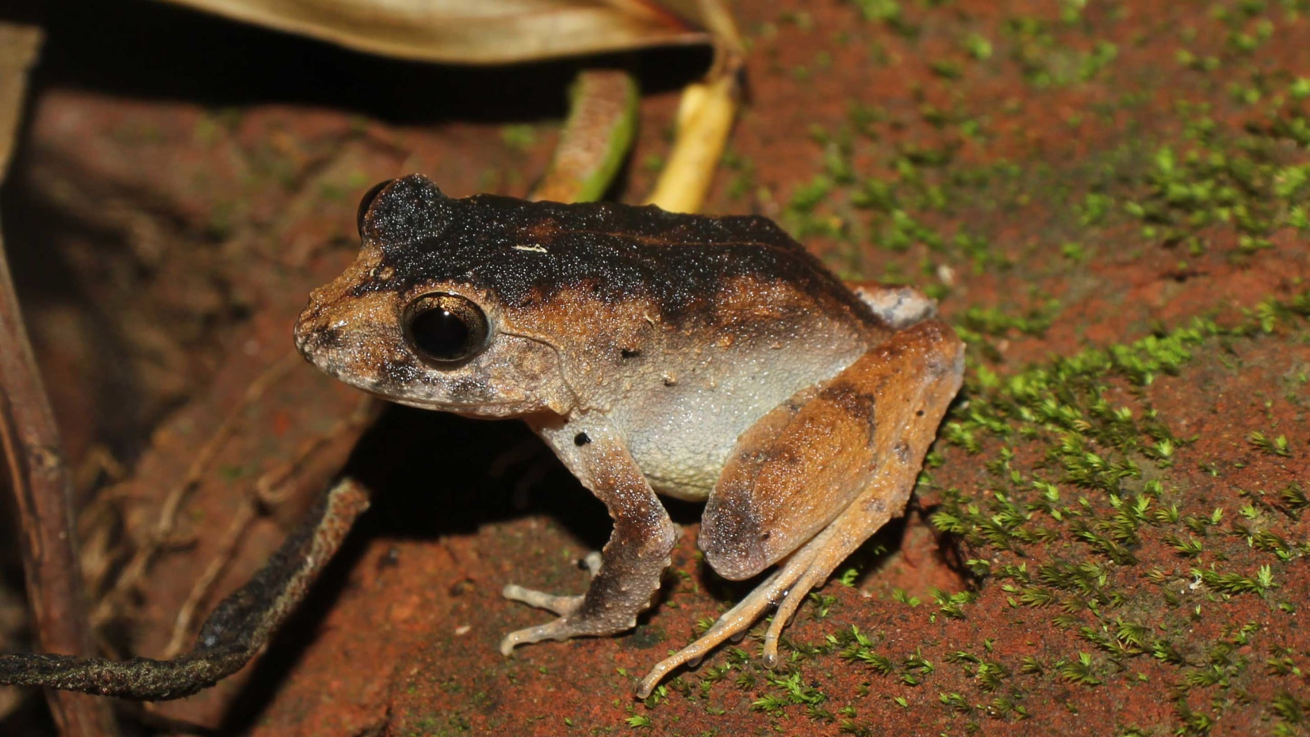 Charles Darwin’s Frog: Tree-nester in the Andaman Islands