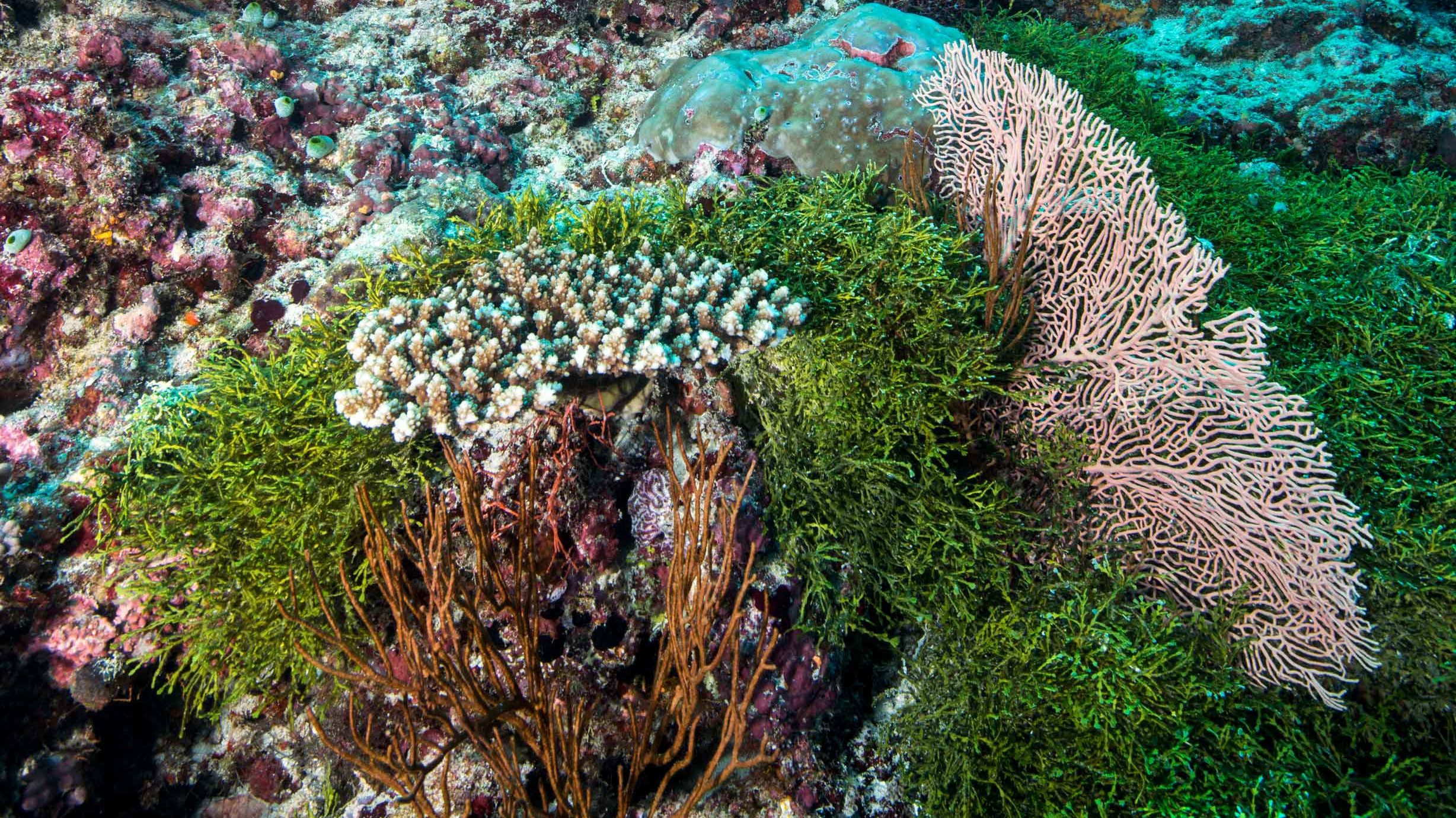 Finding Nori: Journey into the Underwater World of Seaweeds