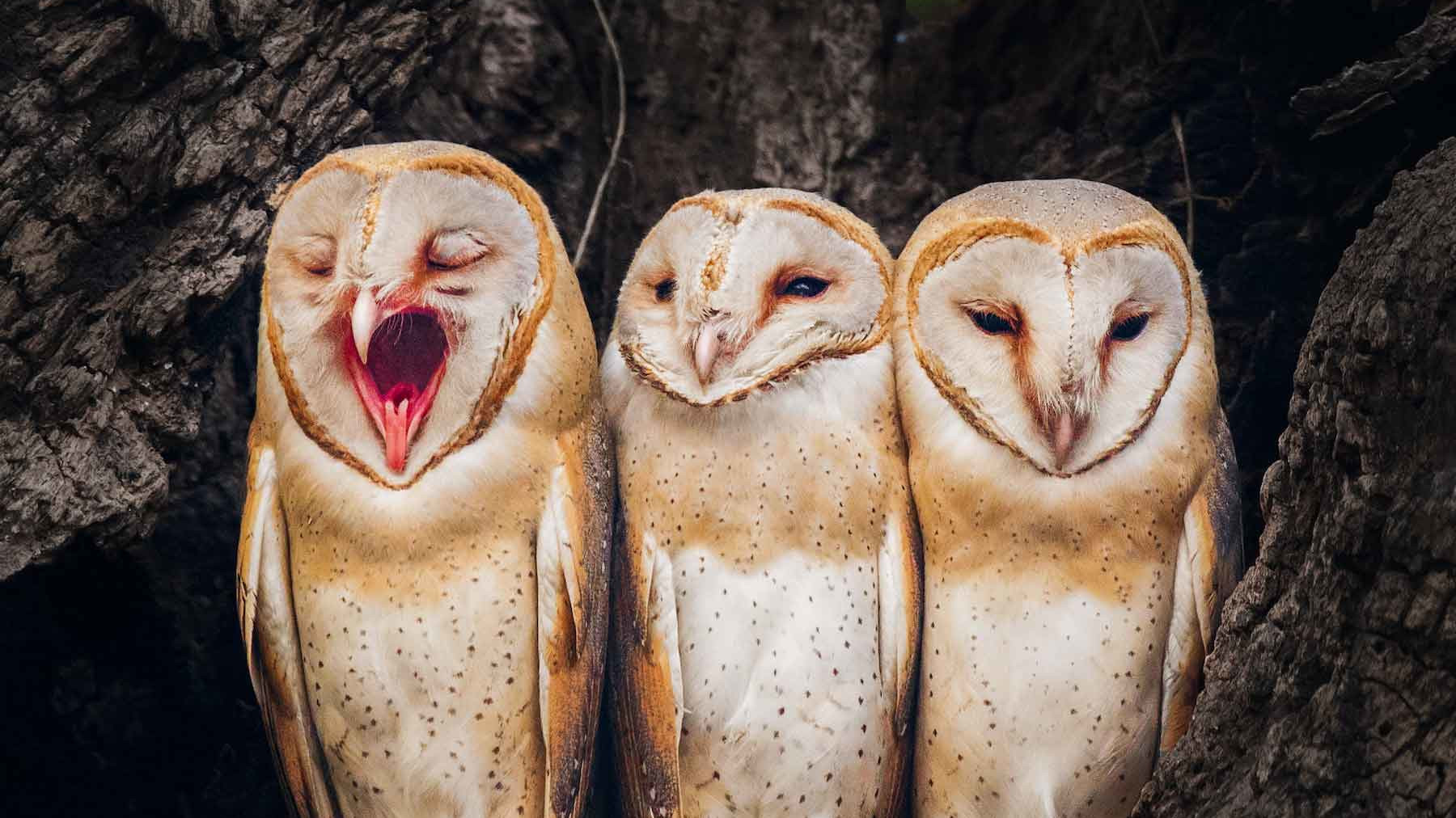 Barn Owls: Caught in the Urban Rat Race
