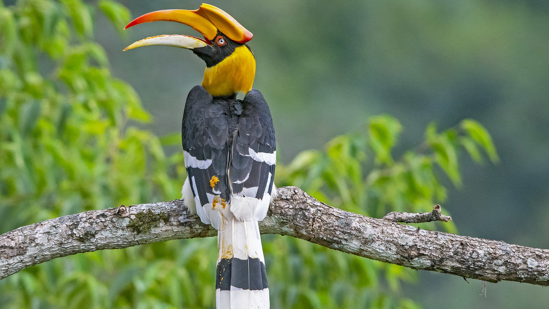 All about Great hornbill | RoundGlass | Sustain