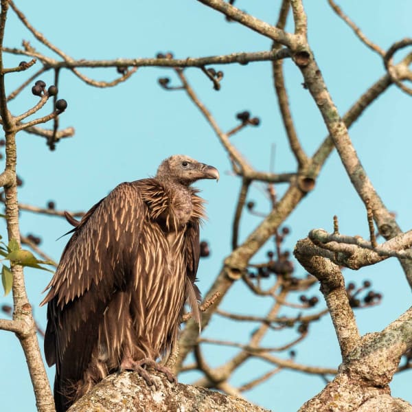 On March 17, carcasses of 100 Himalayan griffon vultures and one steppe