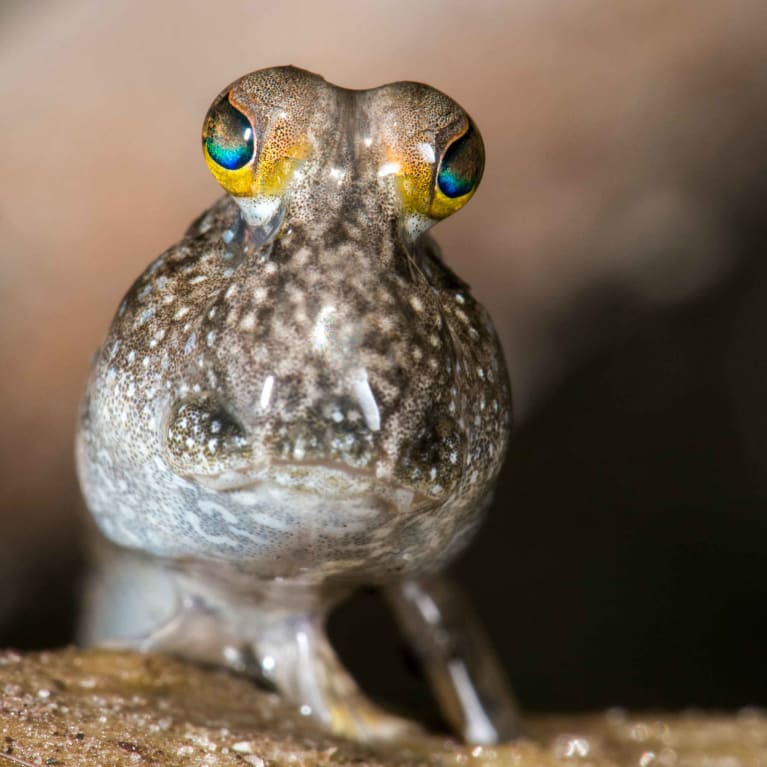Walking with Mudskippers: A Fish That's Happy Out of Water | RoundGlass Sustain Walking with Mudskippers: A Fish That's Happy Out of Water | RoundGlass Sustain