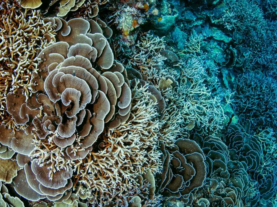 Life of Corals: The Origin Story