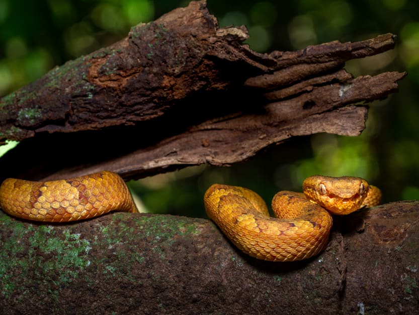 The Colourful Morphs of the Malabar Pit Viper, Roundglass