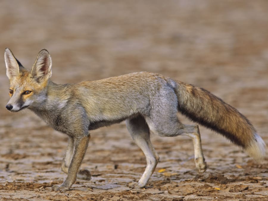 Woman goes to fox farm for fur coat, gets pet instead