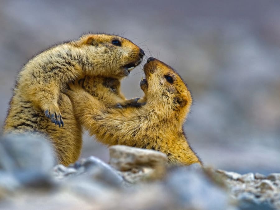 The Legendary Gold-Digging Himalayan Marmot