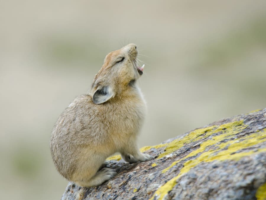 Hop, Skip, Run: The Hardy Pikas of Ladakh, Roundglass