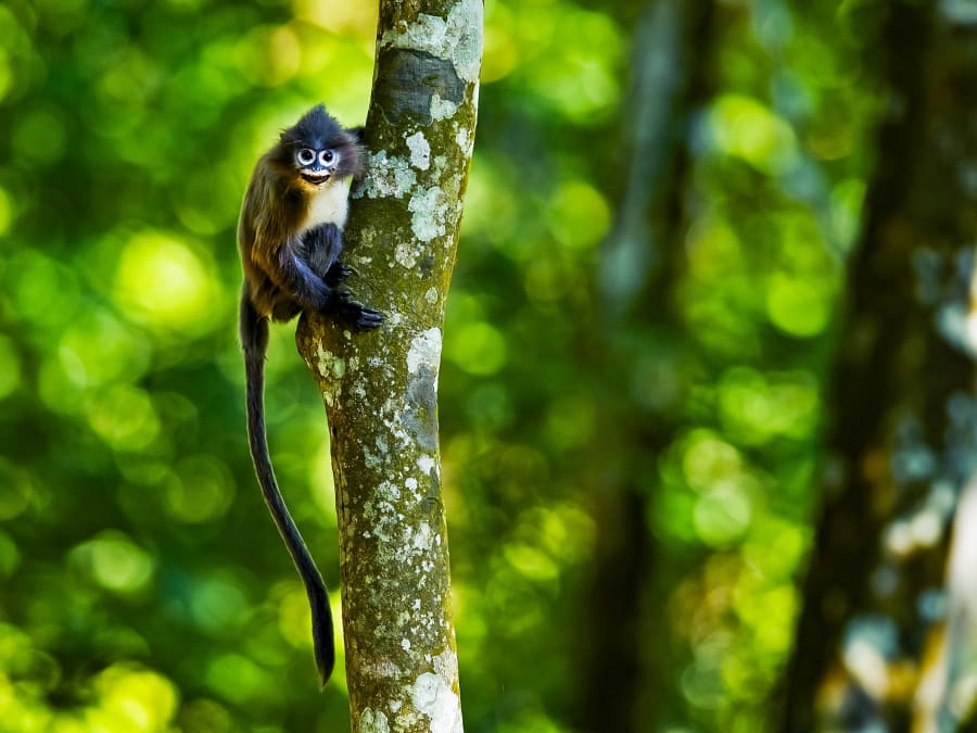 Wild Monkey On Top Of A Tree, Holding On The Tiny Branches