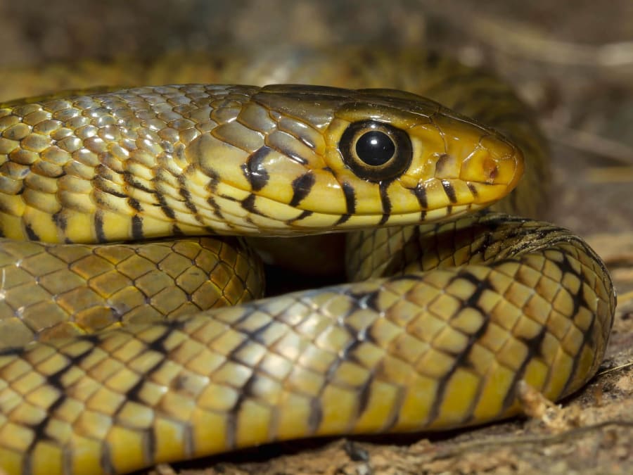 Field Life: No Ordinary Black Snake