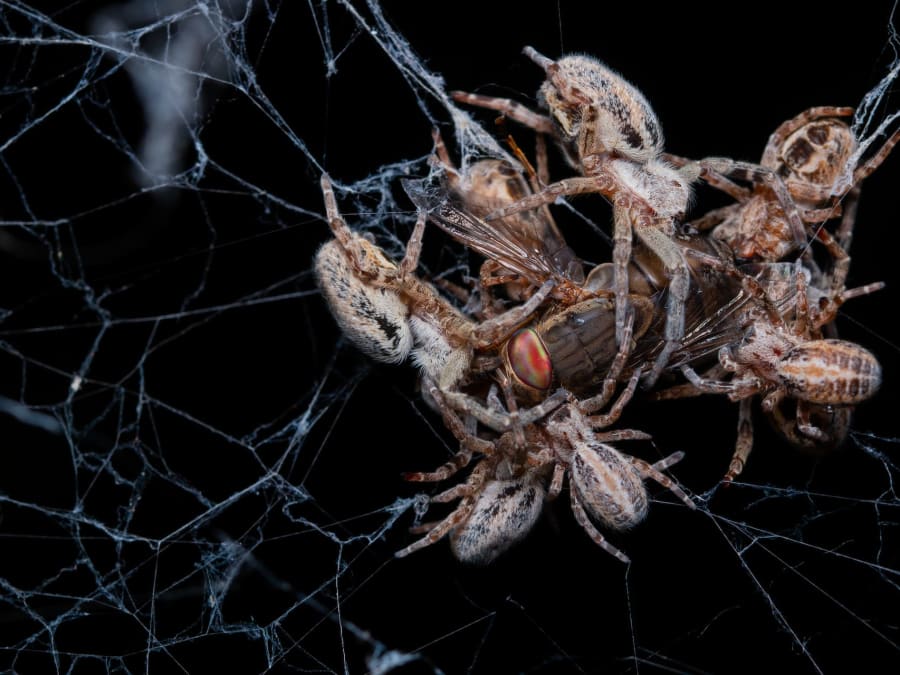 Huddle Together: Social Spiders and Their Myriad Guests