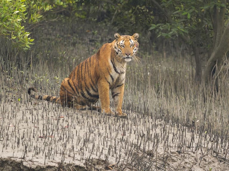 Encounters with the tiger in the riverine, mangrove forests of the ...