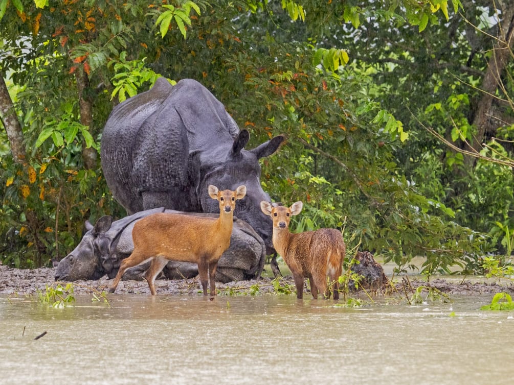 When the Big Flood Came to Kaziranga I RoundGlass Sustain When the Big Flood Came to Kaziranga I RoundGlass Sustain