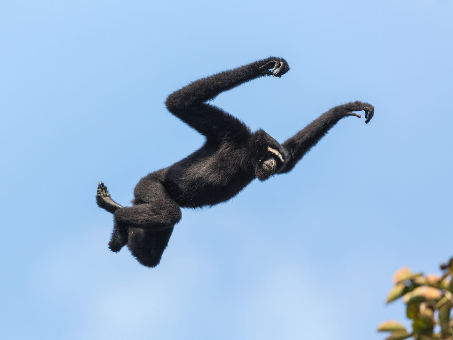Sultans of Swing: Hoolock Gibbons Rule the Canopy | RoundGlass Sustain Sultans of Swing: Hoolock Gibbons Rule the Canopy | RoundGlass Sustain
