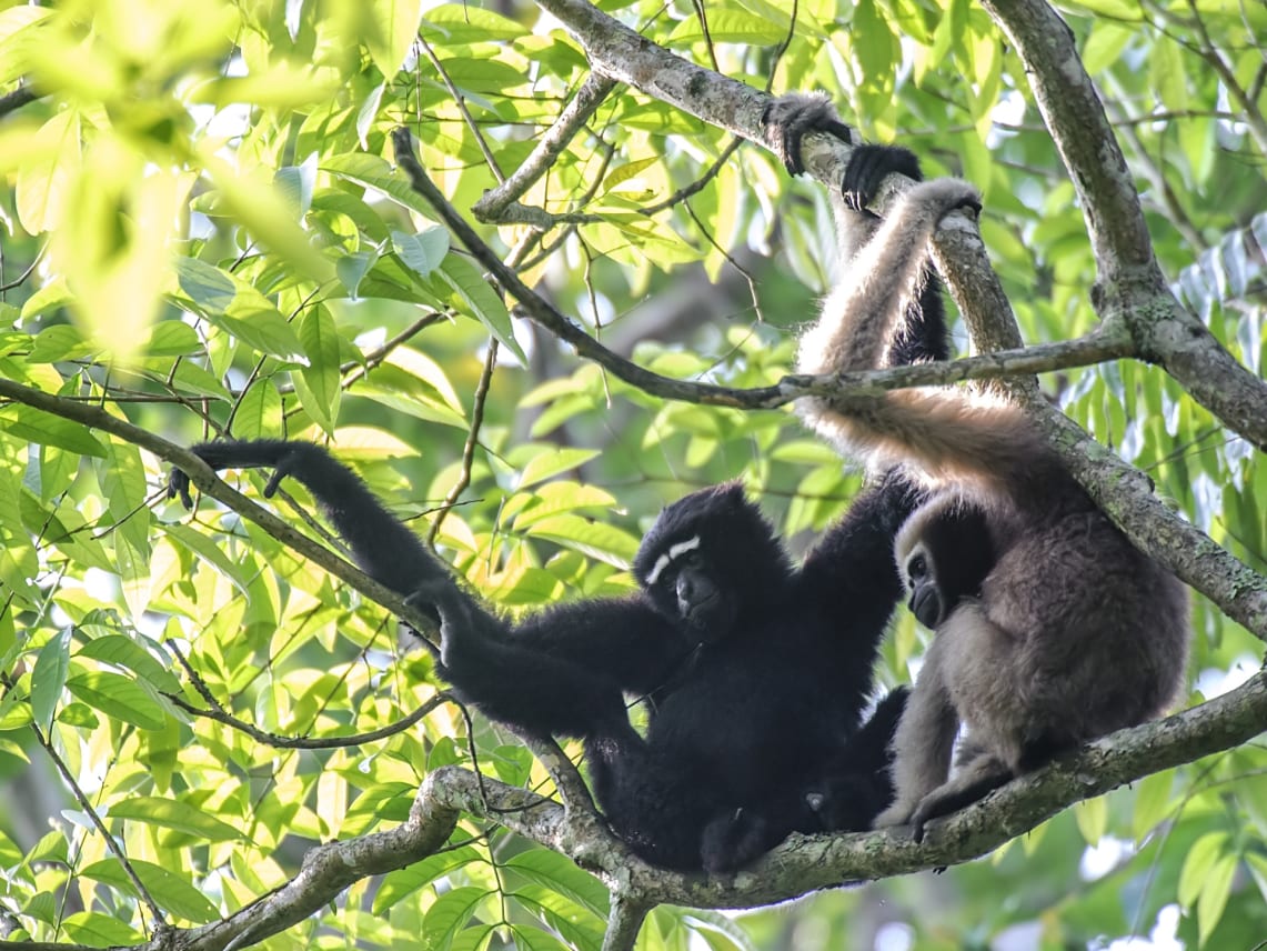 Hoolock Gibbons: Return of the Apes of Northeast India | RoundGlass Sustain Hoolock Gibbons: Return of the Apes of Northeast India | RoundGlass Sustain