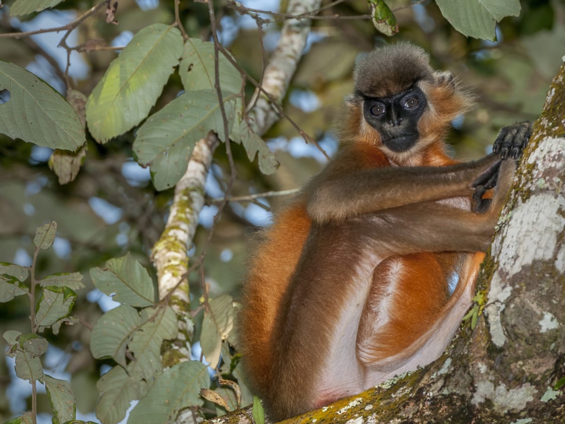 Monkey with a Beanie: The Capped Langurs of Hollongapar | Sustain Monkey with a Beanie: The Capped Langurs of Hollongapar | Sustain