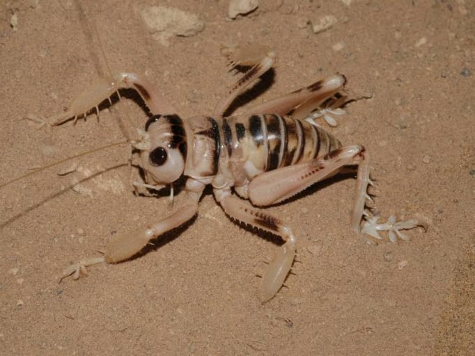 Dune Crickets: The Underdogs of the Thar Desert | RoundGlass Sustain Dune Crickets: The Underdogs of the Thar Desert | RoundGlass Sustain