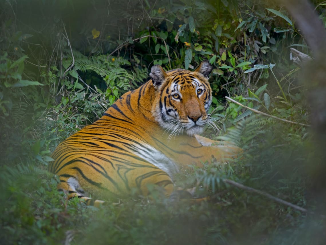The Stars and Stripes of Kaziranga National Park | RoundGlass Sustain The Stars and Stripes of Kaziranga National Park | RoundGlass Sustain
