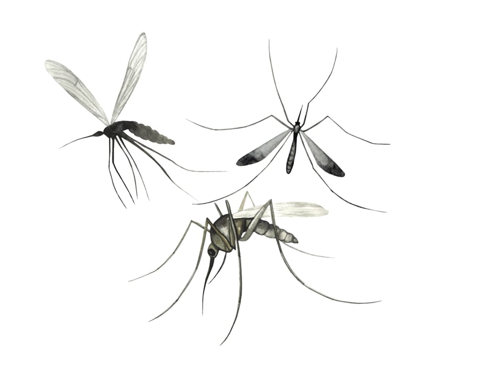 Mosquitoes: Queen of Pests or Evolutionary Genius? | RoundGlass Sustain Mosquitoes: Queen of Pests or Evolutionary Genius? | RoundGlass Sustain