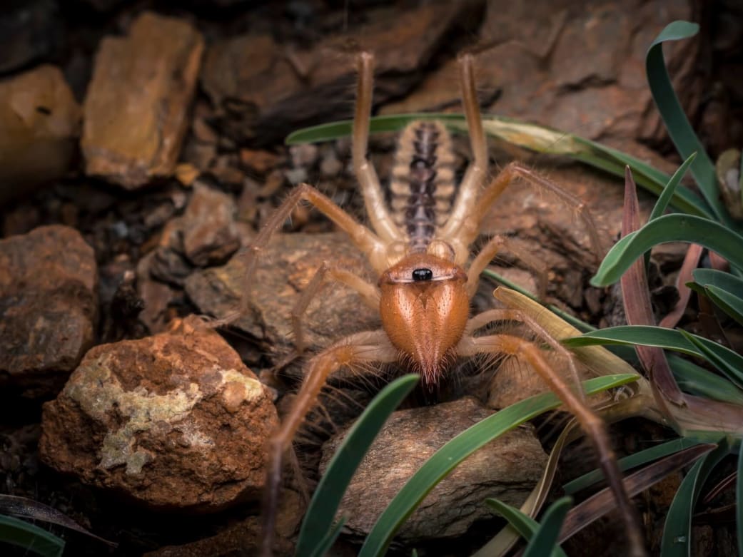 Enter the Mysterious World of Camel Spiders | Roundglass | Sustain Enter the Mysterious World of Camel Spiders | Roundglass | Sustain