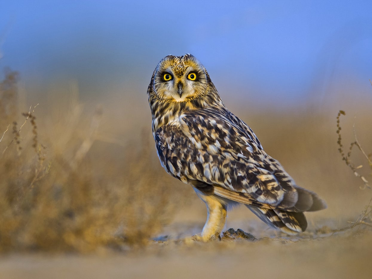 Short-eared Owl: Winter Resident of the Grasslands | Roundglass ...