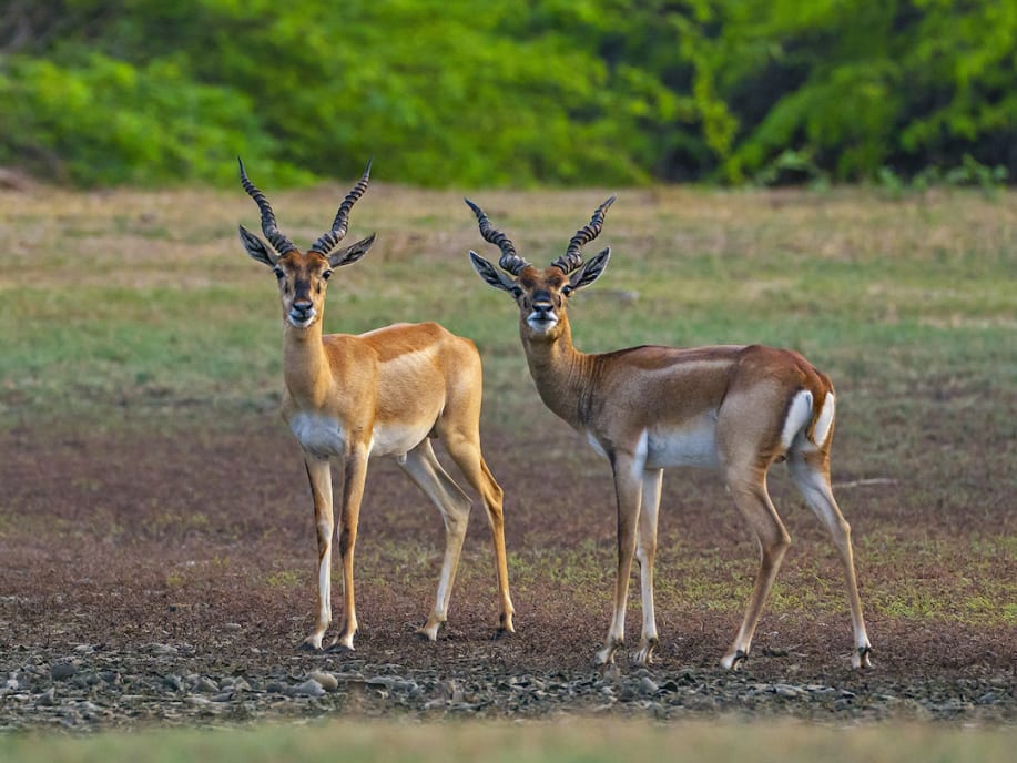 The Guide: Point Calimere Wildlife and Bird Sanctuary | RoundGlass Sustain The Guide: Point Calimere Wildlife and Bird Sanctuary | RoundGlass Sustain