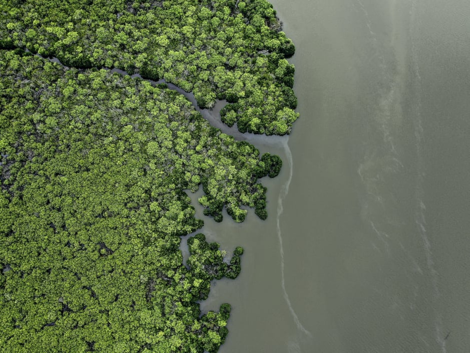 The Guide: Coringa Wildlife Sanctuary | RoundGlass Sustain The Guide: Coringa Wildlife Sanctuary | RoundGlass Sustain